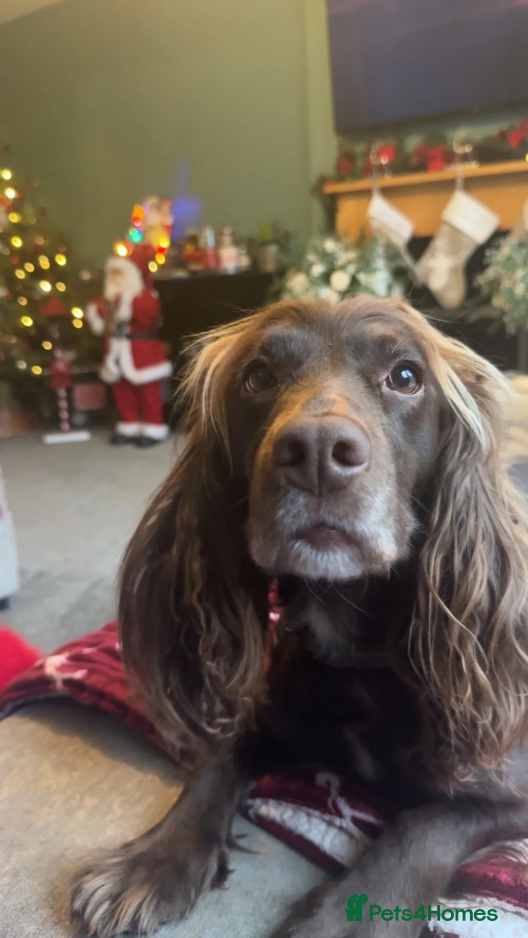 Cocker Spaniel dogs for sale: Cocker spaniel puppies for sale  - Advert 2