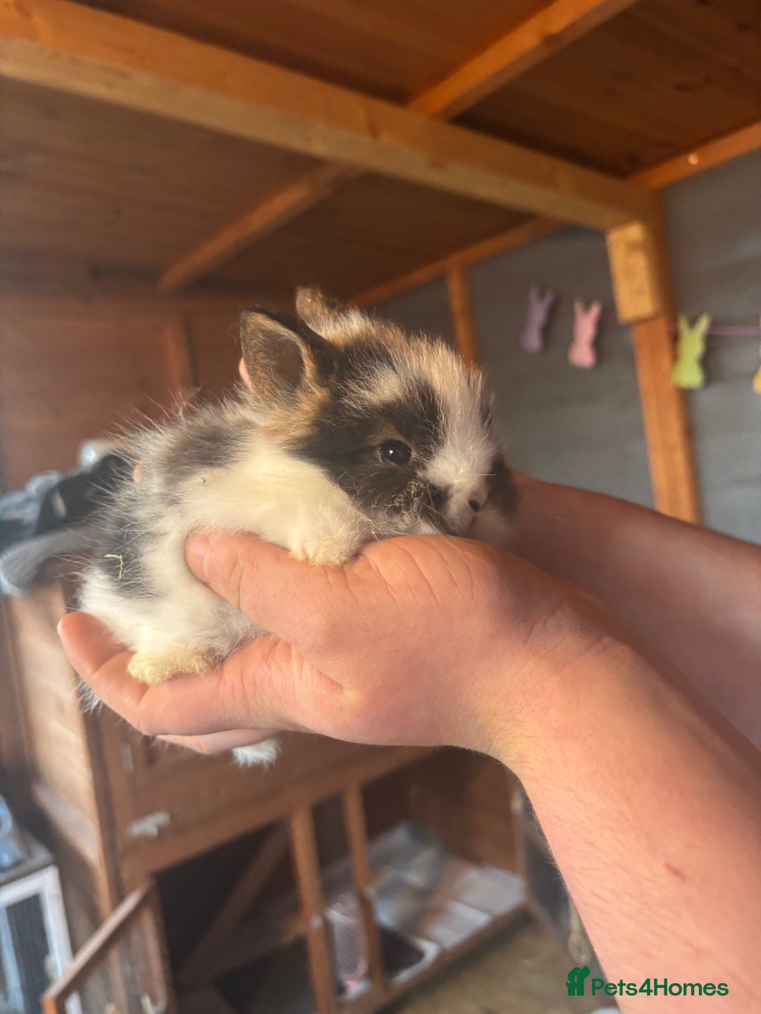 Lionhead rabbits for sale: Lion head bunnies available 🐰 - Advert 21