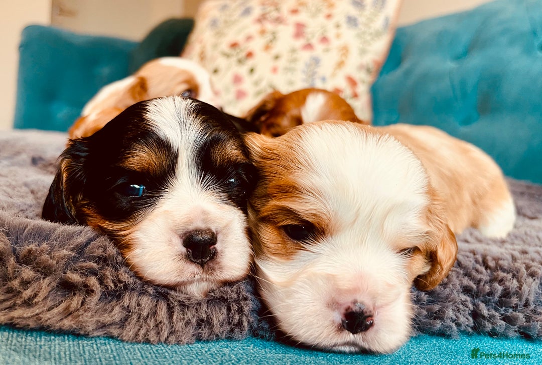 Cavalier King Charles Spaniel dogs for sale: Stunning KC Cavalier King Charles Spaniel Puppies. - Image 1