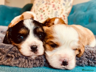 Cavalier King Charles Spaniel dogs - Advert 6