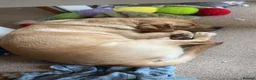 Labrador Retriever dogs for stud: Male for stud  - Advert 3