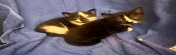 Domestic Shorthair cats for sale: Beautiful kittens(girl and boy) - Advert 4