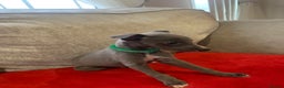 Whippet dogs for sale: Whippet puppy’s  - Advert 6