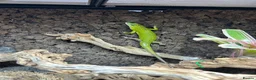 Skink reptiles for sale: Emerald Tree Skink 15 month old Male in Gravesend - Advert 3