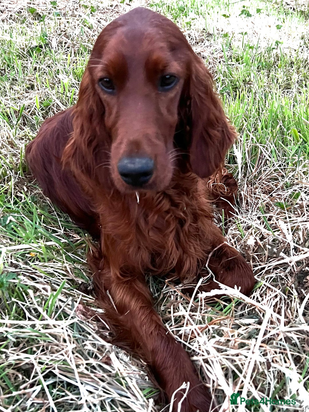 Irish Setter dogs for stud: Handsome IRISH SETTER BOY at Stud - Image 3