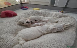 Maltese dogs for sale: Bichon Maltese - Image 4