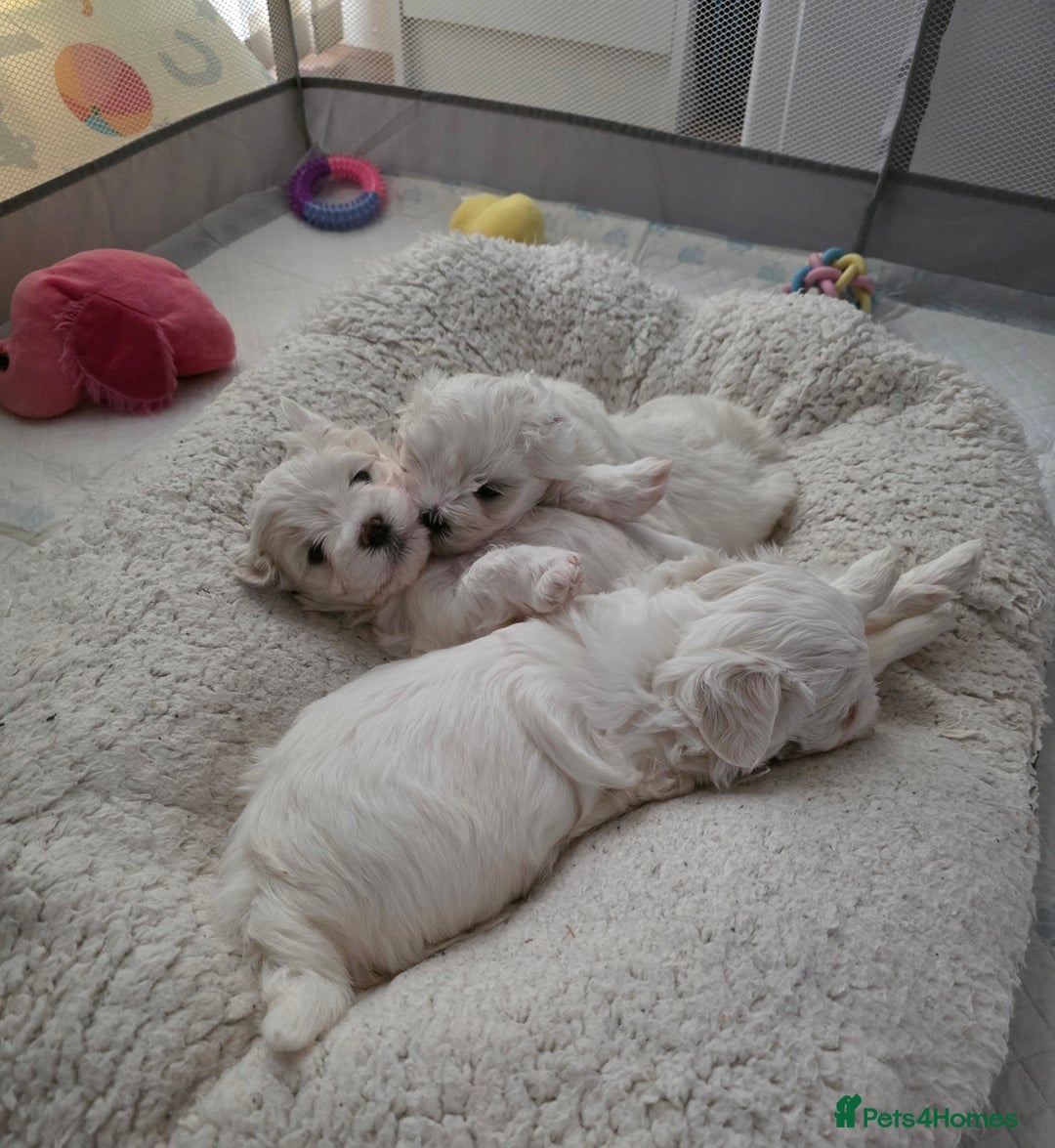 Maltese dogs for sale: Bichon Maltese - Image 4