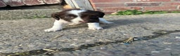 English Springer Spaniel dogs for sale: KC Springer spaniel puppies  - Advert 13
