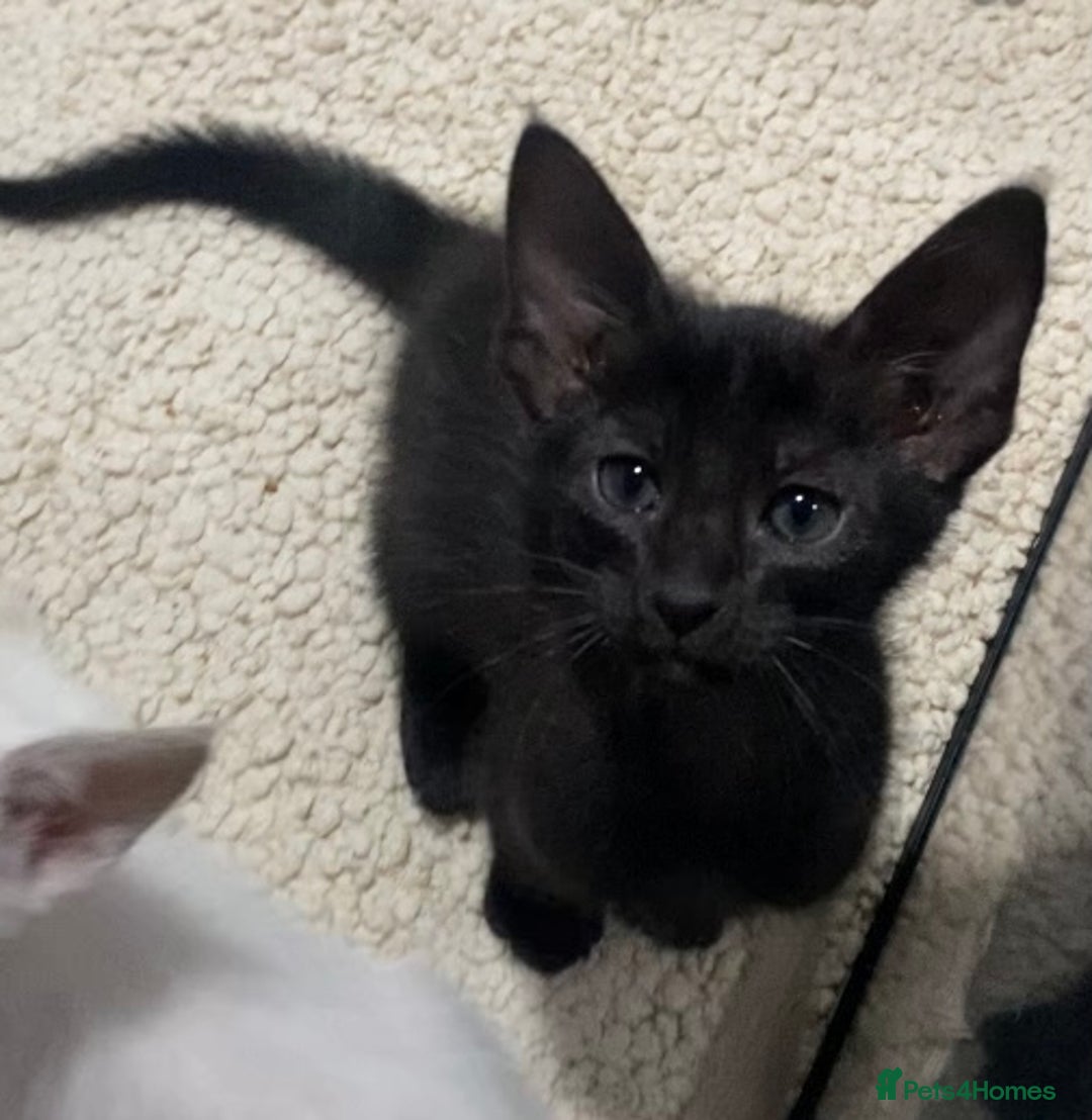 Oriental cats for sale: Oriental kittens  - Advert 1