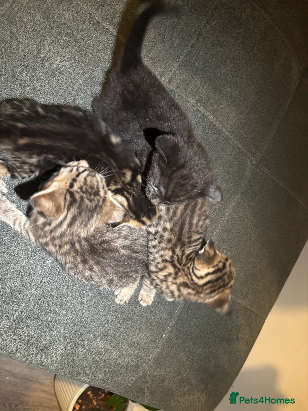 Mixed Breed cats for sale: Tabby kittens for sale!! - Advert 16