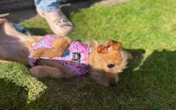 Mixed Breed dogs for sale: Small Jack russel cross  - Image 9