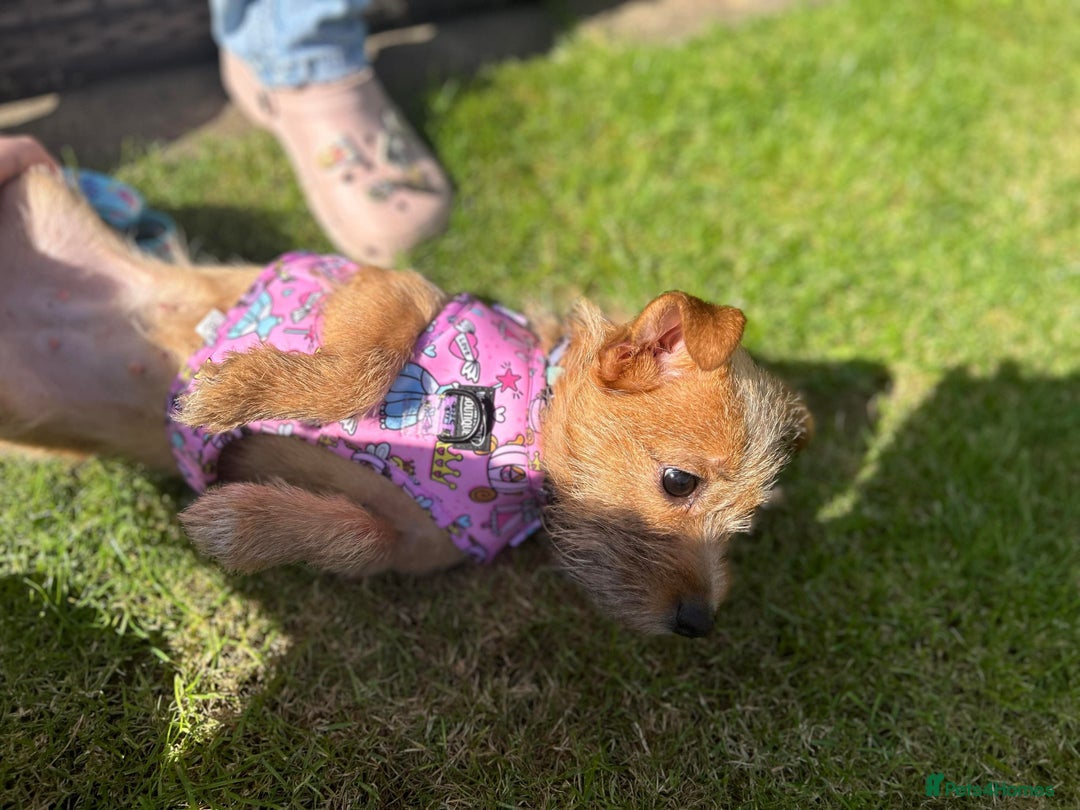 Mixed Breed dogs for sale: Small Jack russel cross  - Image 9