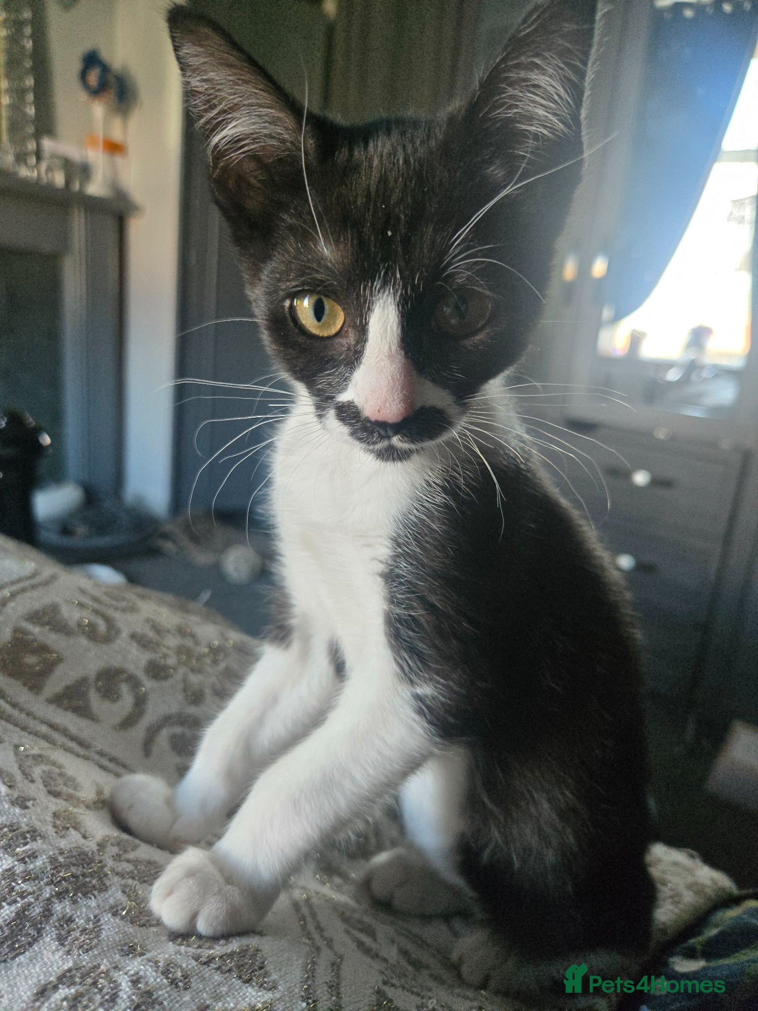 Mixed Breed cats REDUCED last beautiful little girl ready now  - Advert 6