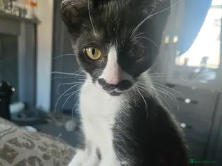 Mixed Breed cats REDUCED last beautiful little girl ready now - Advert 6