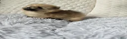 Pomeranian dogs for sale: pomeranian tedy - Advert 3