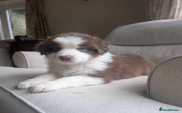 Australian Shepherd dogs for sale: 2 Female Australian Shepherd Puppies - Image 6
