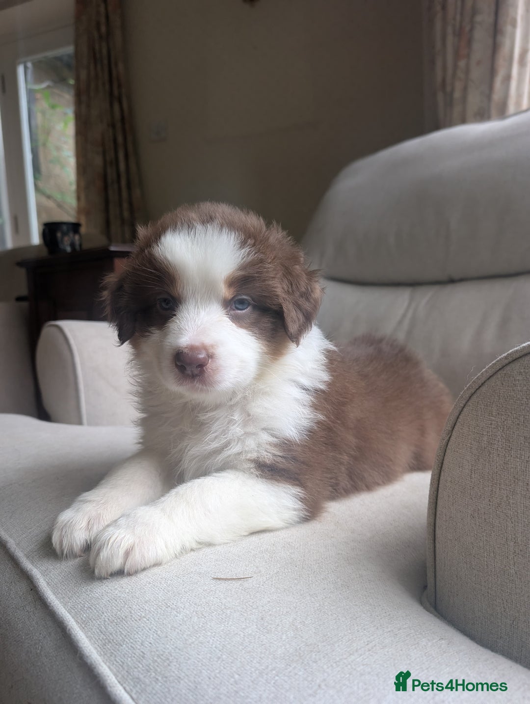 Australian Shepherd dogs for sale: 2 Female Australian Shepherd Puppies - Image 6