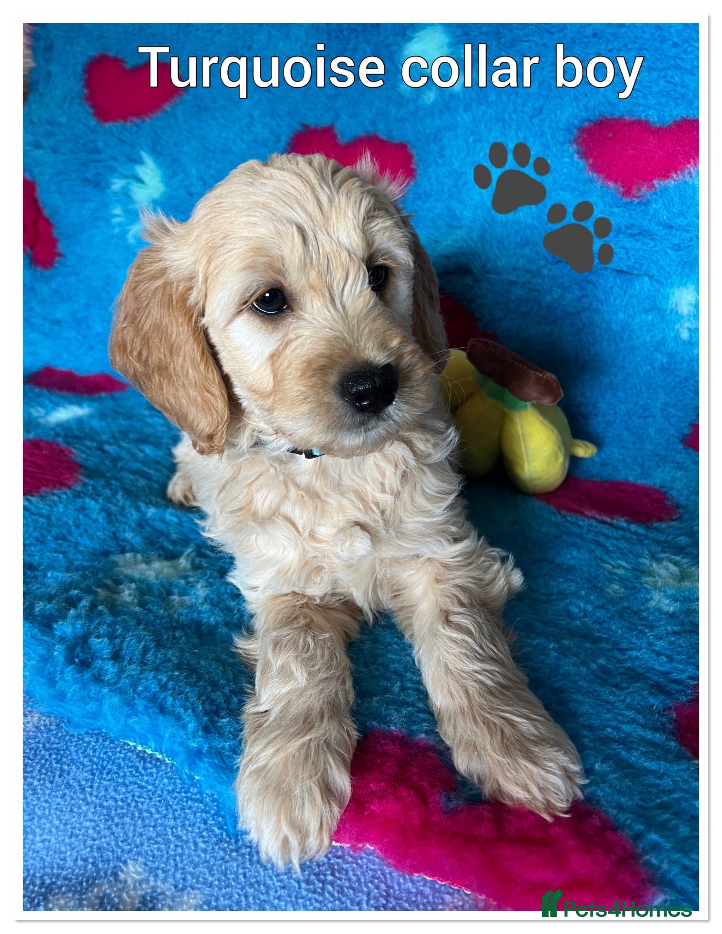 Mini Goldendoodle dogs  VETCHECKED✅STUNNING F1 MINIATURE GOLDENDOODLES 🐶 - Advert 5