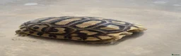 Tortoise reptiles for sale: Leopard Tortoise hatchlings in Rugby - Advert 13