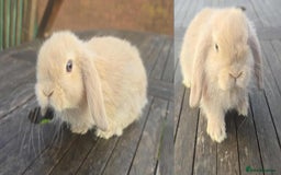 Mini Lop rabbits for sale: Pure bred mini lops looking for new home - Image 6