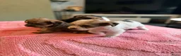 Mixed Breed dogs for sale: Fox terrier cross puppies - Advert 4