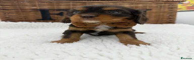 Cavalier King Charles Spaniel Puppy 2