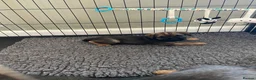 Border Terrier dogs for sale: Border Terrier Puppies - Advert 3