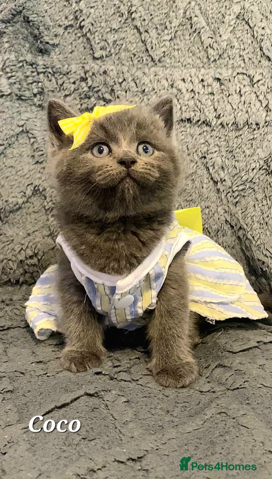 British Shorthair cats for sale: Little princess 👸  - Advert 14