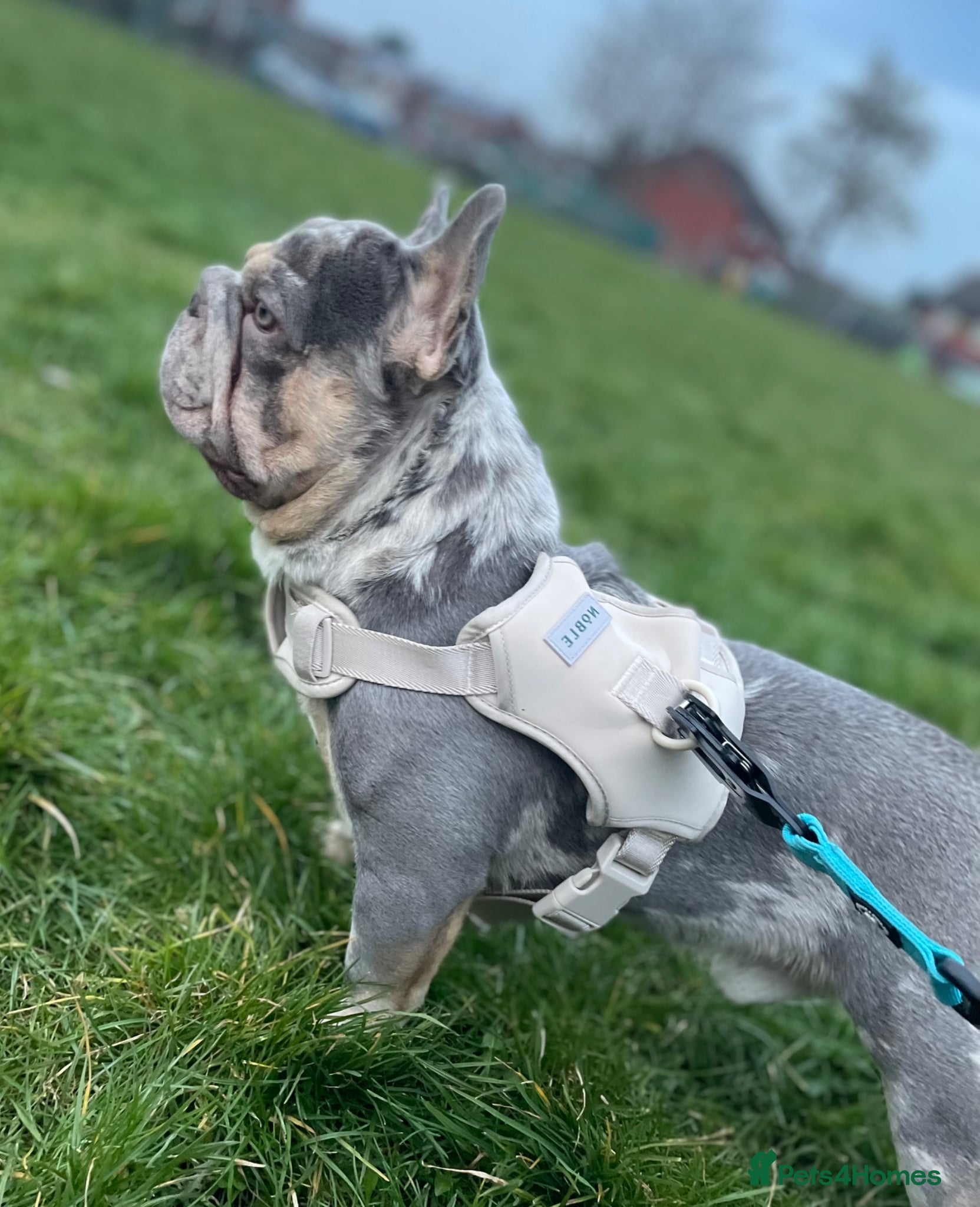 French Bulldog dogs Male Merel Stud KC registered  - Advert 1