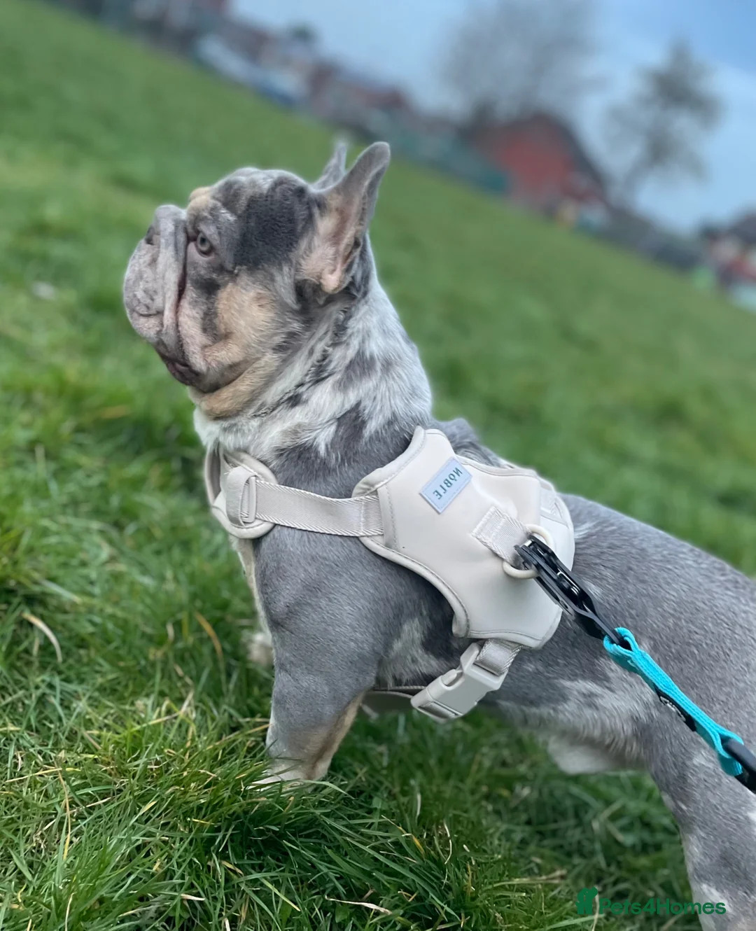 French Bulldog dogs for stud: Male Merel Stud KC registered  - Advert 1