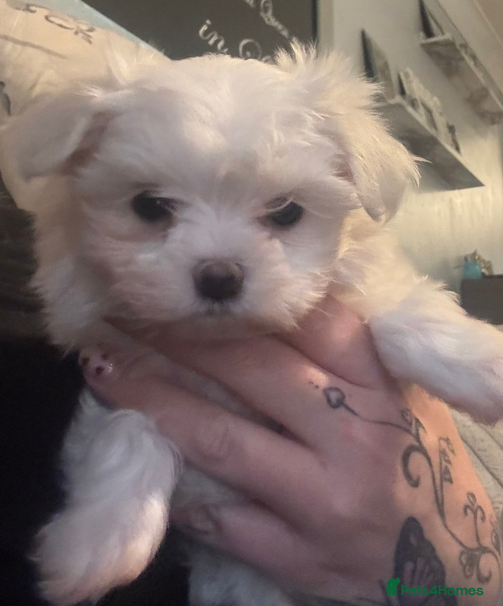 Maltese dogs stunning Korean Maltese puppies - Advert 13