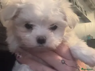 Maltese dogs stunning Korean Maltese puppies - Advert 13