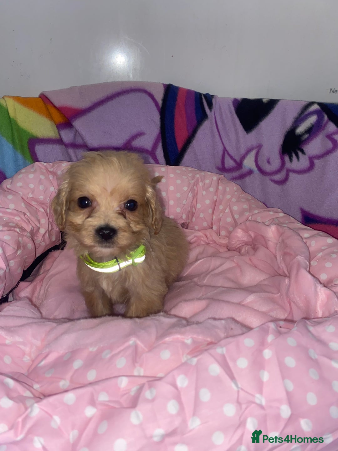 Cockapoo dogs for sale: Cockapoo puppies for sale - Image 1