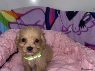 Cockapoo dogs for sale - Advert 1