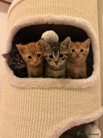 British Shorthair cats Gorgeous Ginger Tabby Mixed BSH Kittens - Advert 3