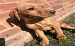 Labrador Retriever dogs for sale: Fox Red Labrador’s  - Image 12