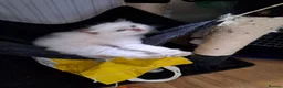 Ragdoll cats for sale: Ragdoll kitten in Swansea - Advert 4