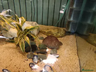 Pufferfish fish Large fahaka puffer fish - Advert 7