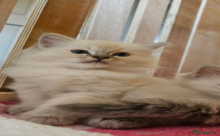 Ragdoll cats - Advert 4