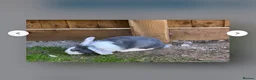 Mixed Breed rabbits for sale: White Rabbit Looking for a Loving Home 🏡 - Advert 6