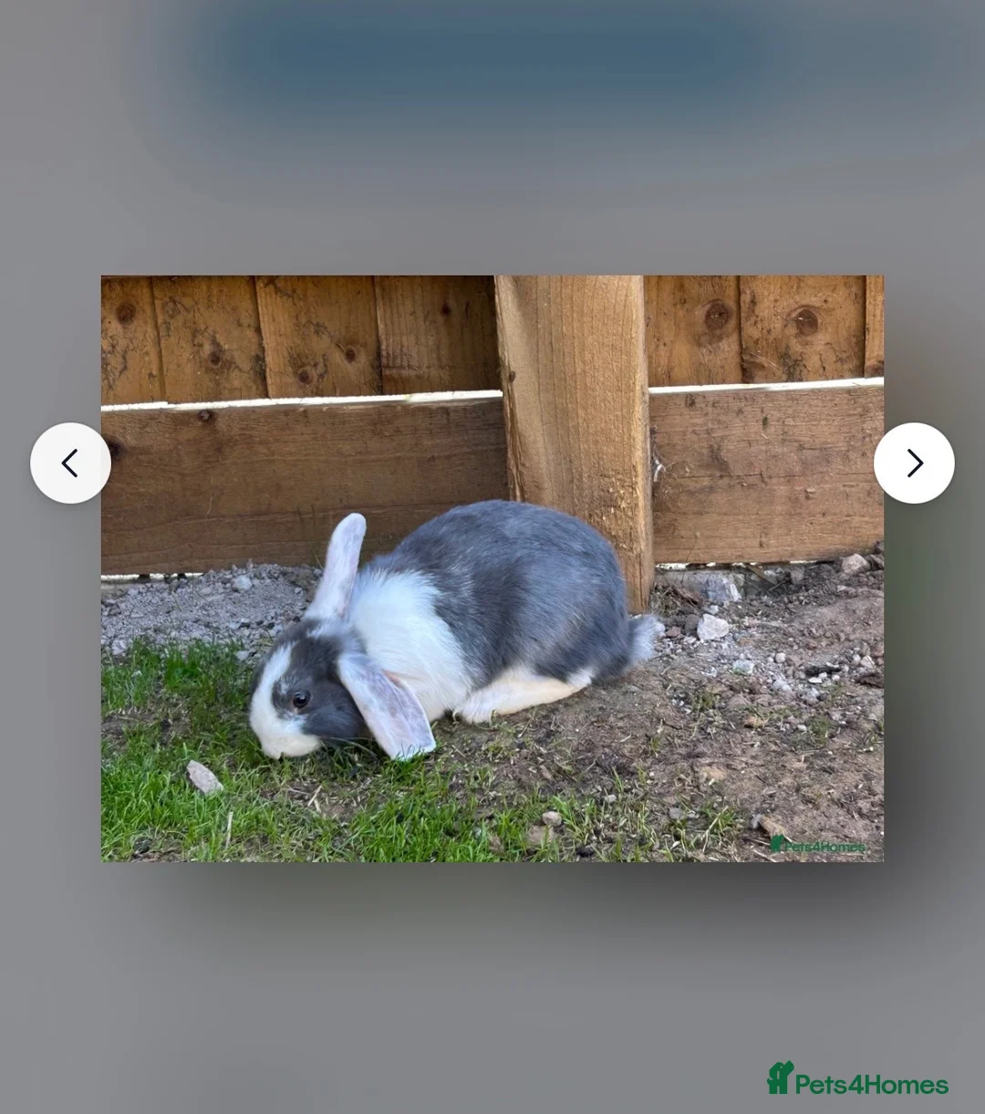 Mixed Breed rabbits for sale: White Rabbit Looking for a Loving Home 🏡 - Advert 6