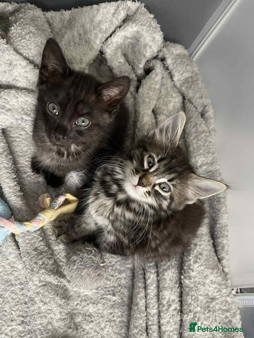 Mixed Breed cats for sale: 3 Mixed coloured Kittens  - Image 3