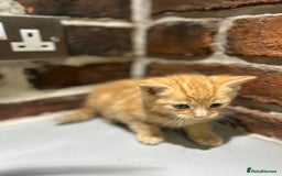 Mixed Breed cats for sale: 3 kittens for sale- 1 boy and 2 girls  - Image 6