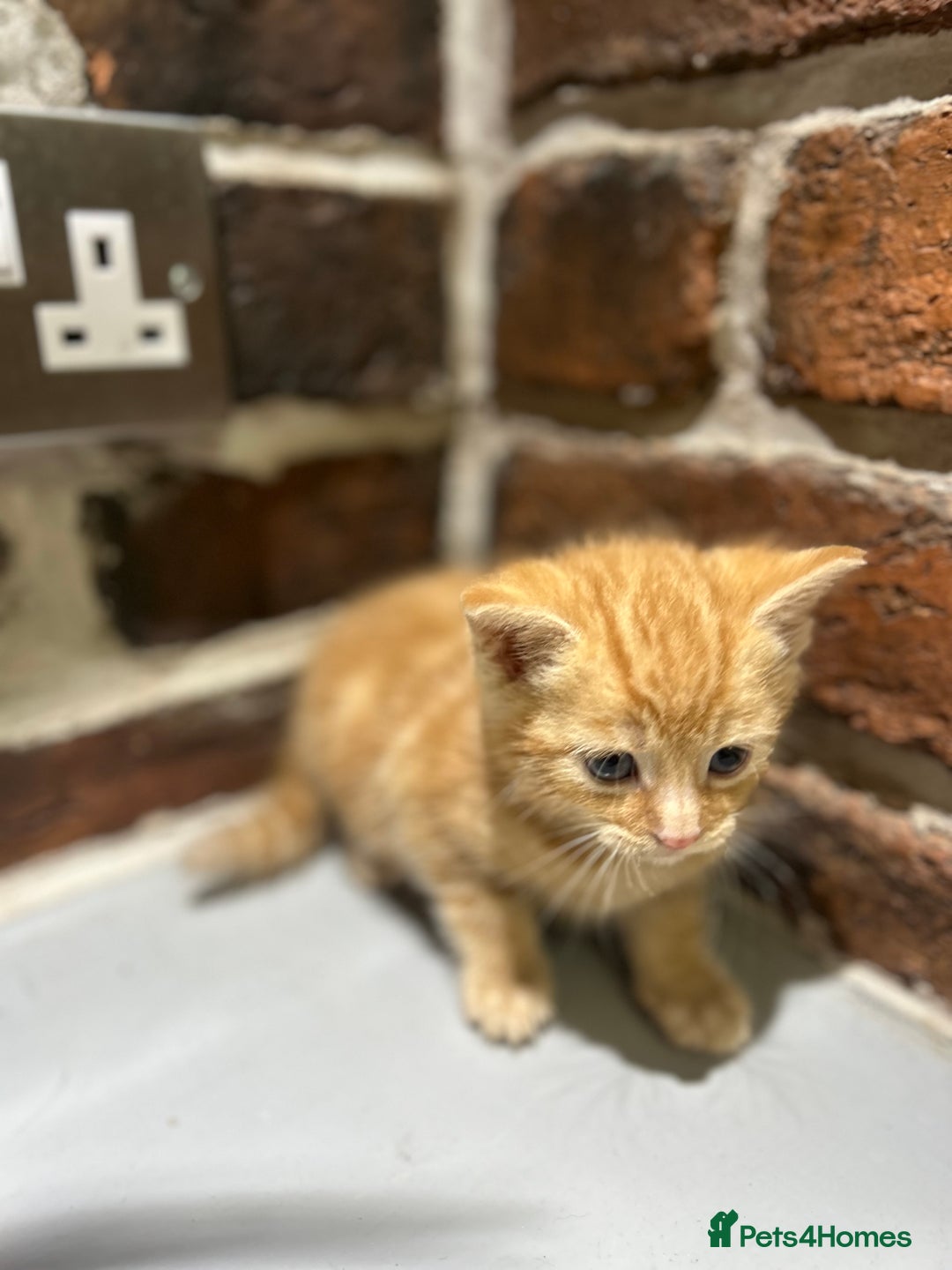 Mixed Breed cats for sale: 3 kittens for sale- 1 boy and 2 girls  - Image 6