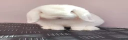 Mini Lop rabbits for sale: Lovely white (bew) buck ready now - Advert 2