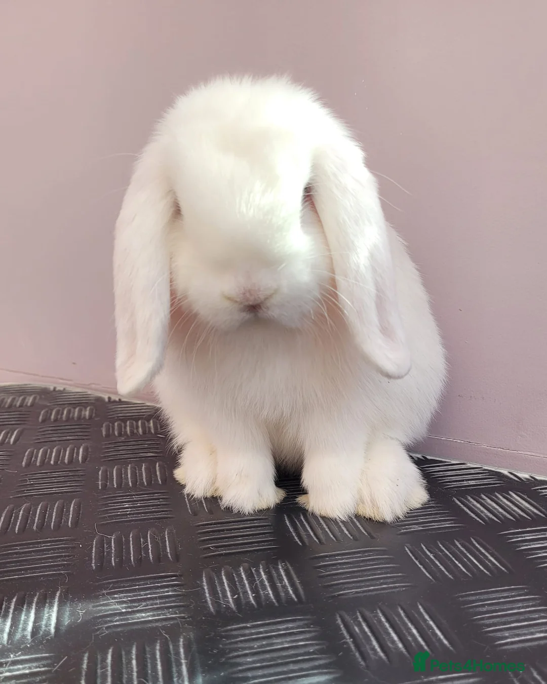 Mini Lop rabbits for sale: Lovely white (bew) buck ready now - Advert 2