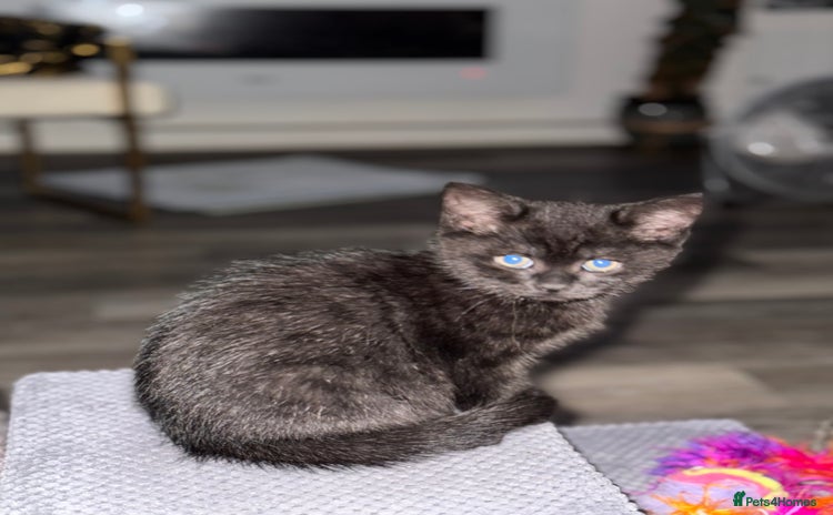 Persian cats - Advert 1
