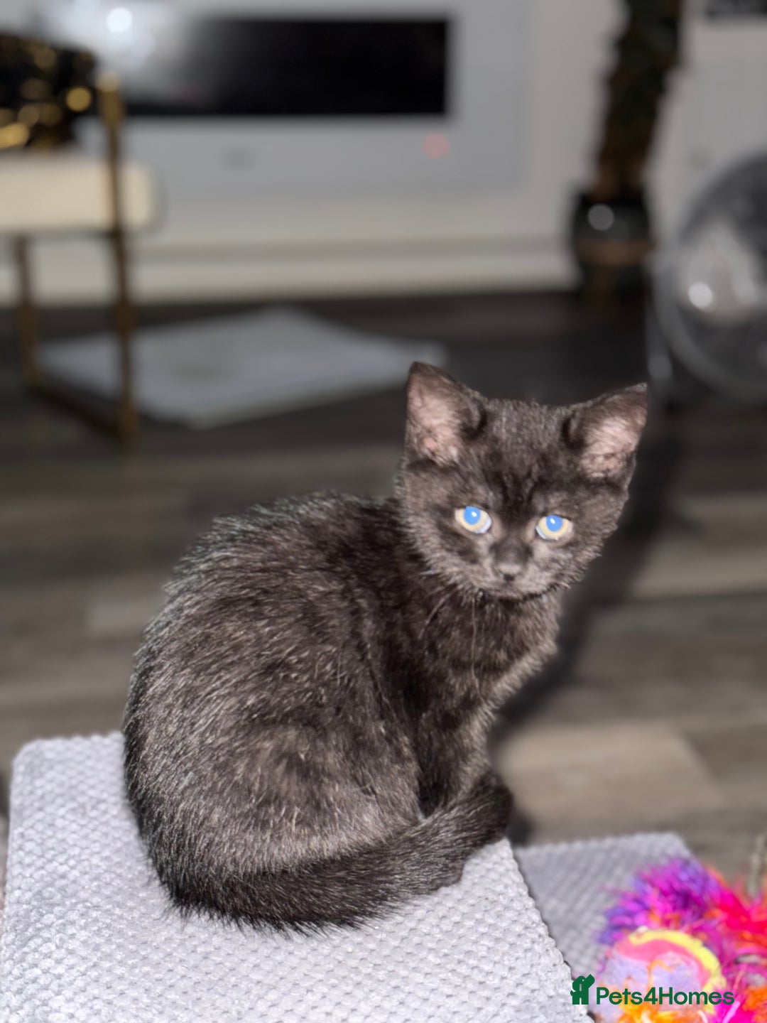 Persian cats for sale: All Black long hair Persian mixed  - Image 1