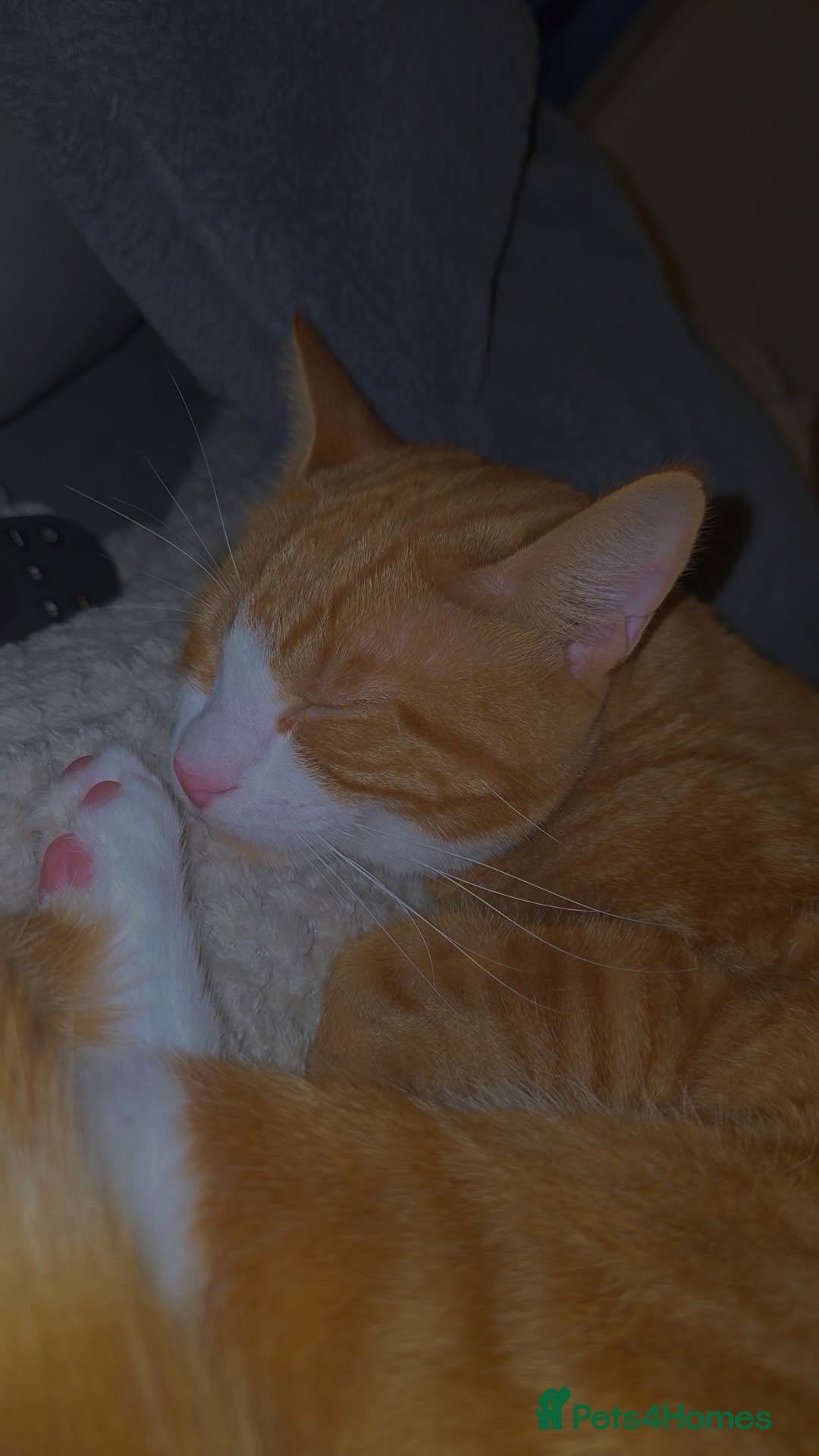 British Shorthair cats for sale: 1 male cat for sale  - Advert 5