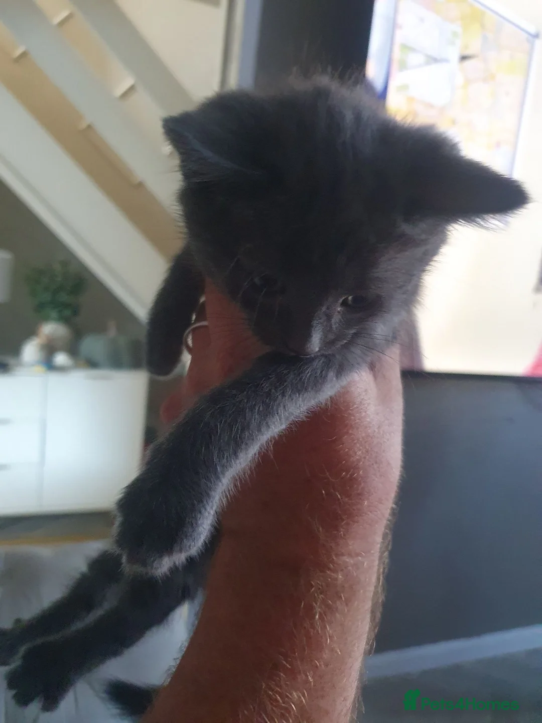 Mixed Breed cats for sale: Mixed breed kittens  - Advert 4